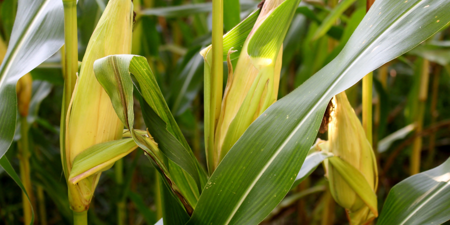 how to care for a corn plant 2