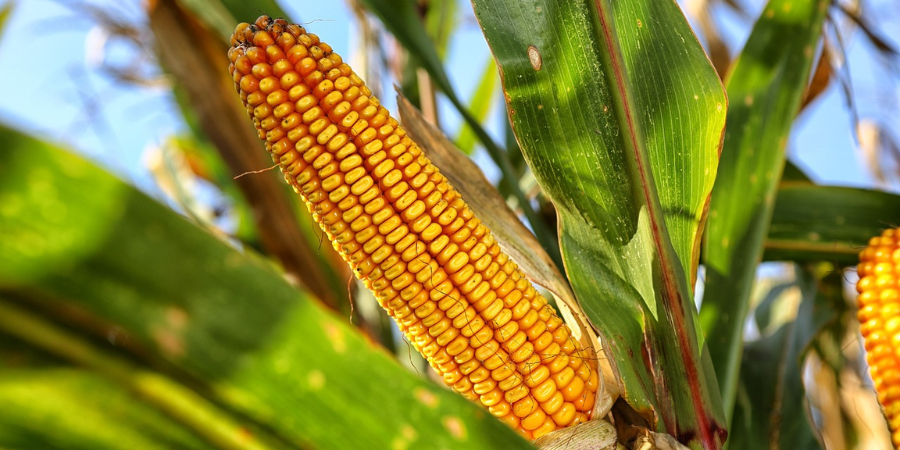 how to care for a corn plant