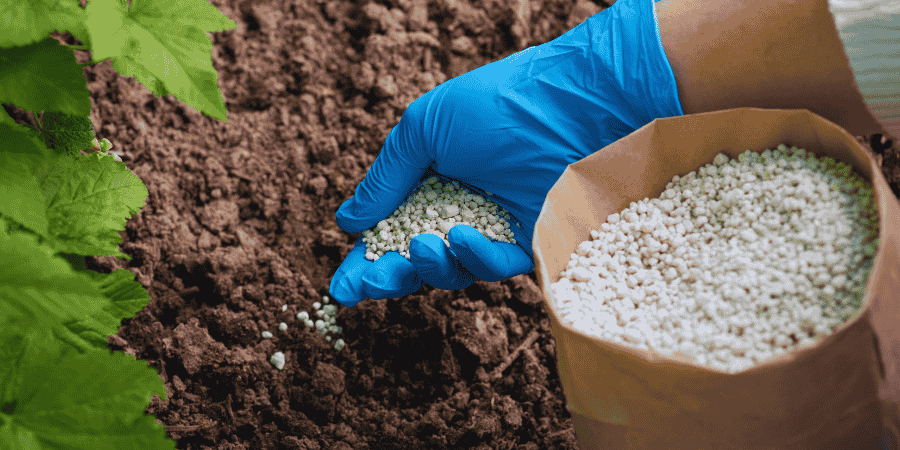 12 Best Fertilizer for Tomato Plants Top Choices for Lush Growth 2025 thumb