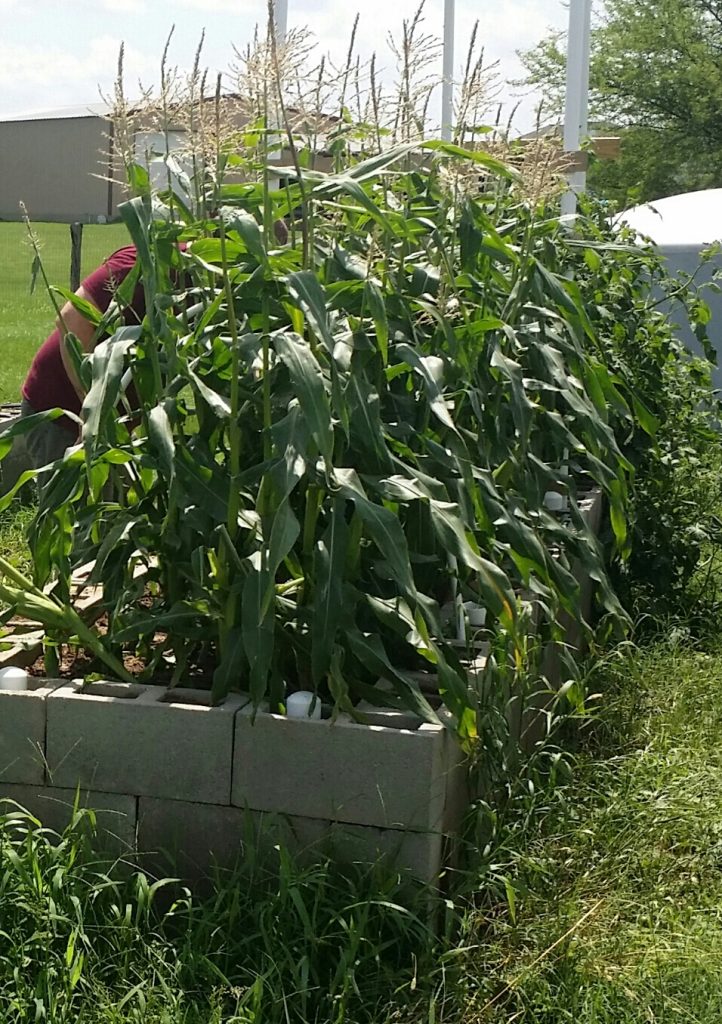 4 Types How to Grow Corn in a Raised Bed Choosing the right location