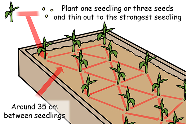 4 Types How to Grow Corn in a Raised Bed Common mistakes
