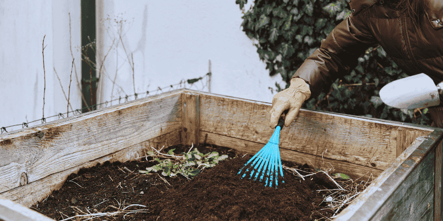 [4 Types] How to Grow Corn in a Raised Bed
