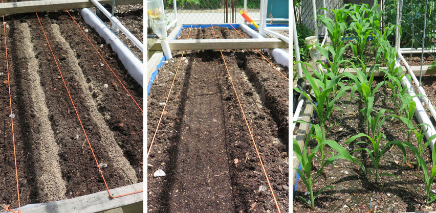 4 Types How to Grow Corn in a Raised Bed supporting corn plants