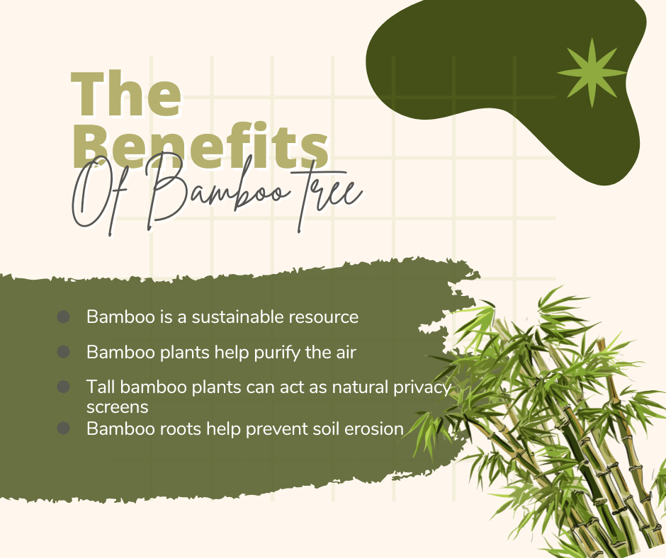 Benefits of Bamboo Tree