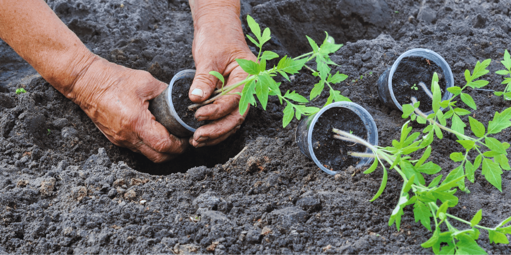 Best way to grow tomatoes 1