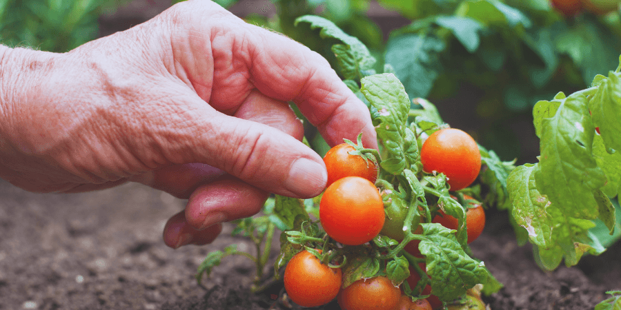 Best way to grow tomatoes