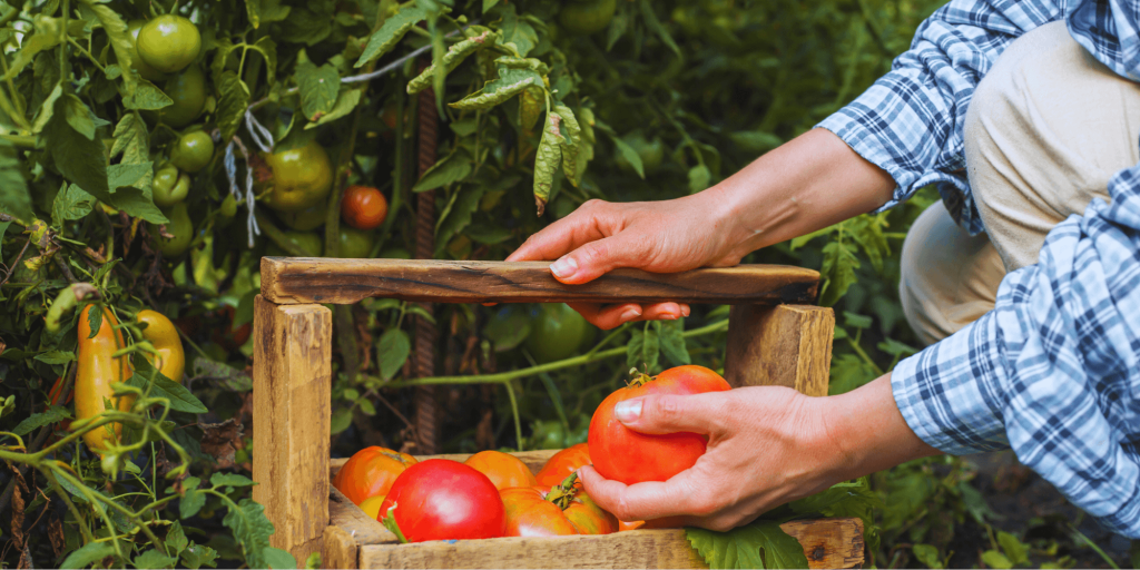 Best way to harvesting tomatoes