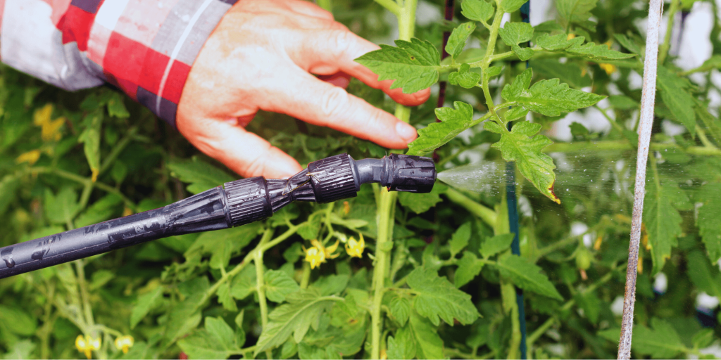 Best way to pest control tomatoes