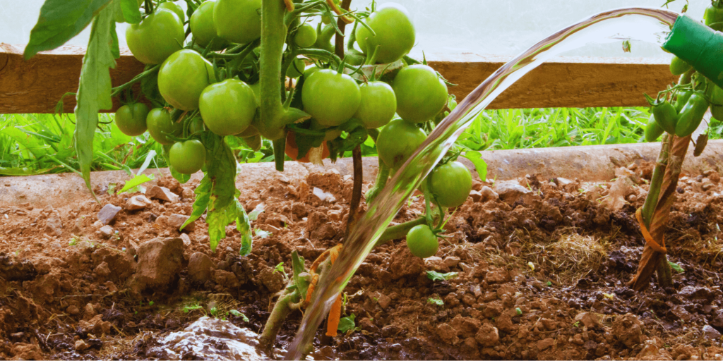 Best way to watering tomatoes