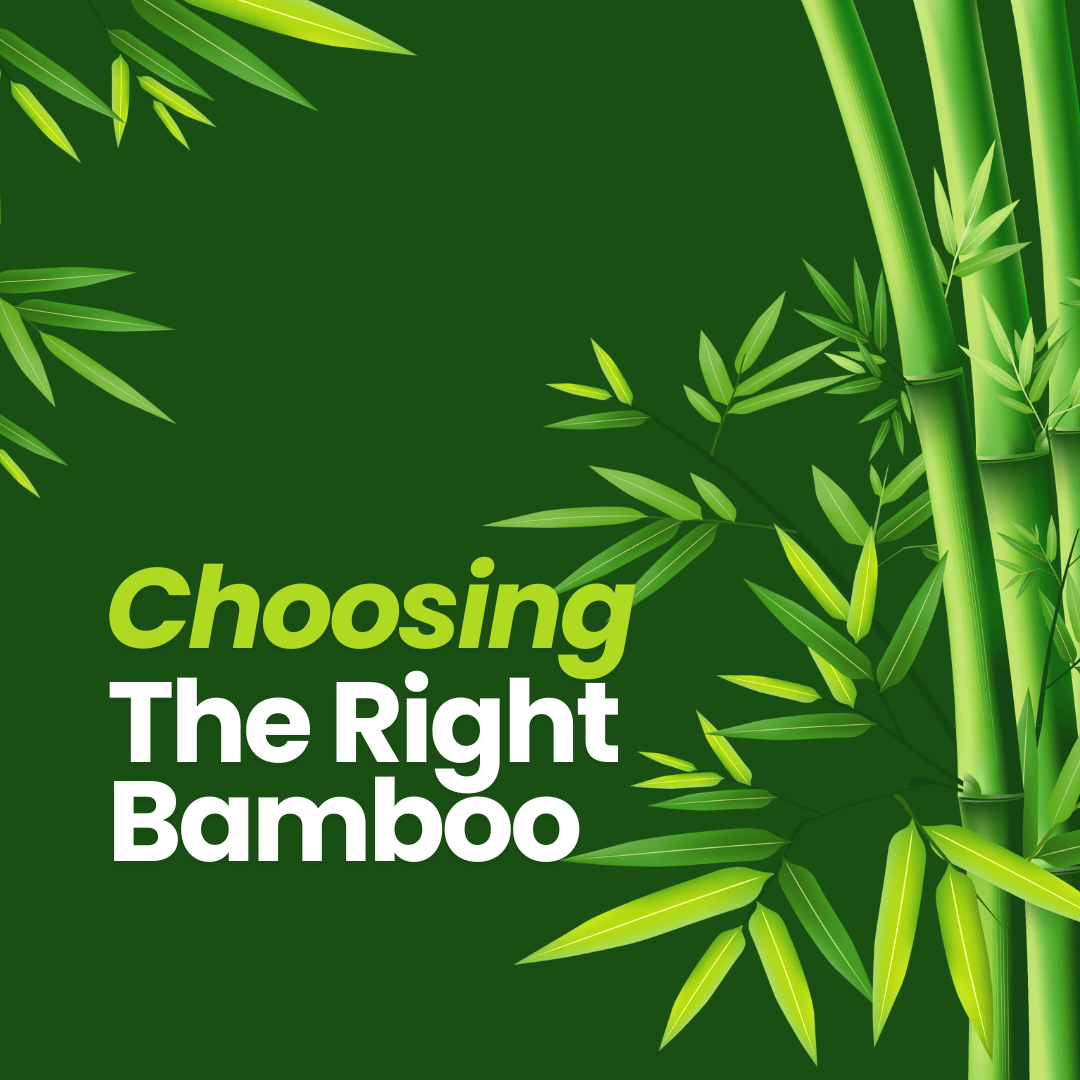 Choosing the right bamboo tree