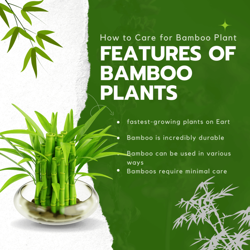 Features Of Bamboo Plants