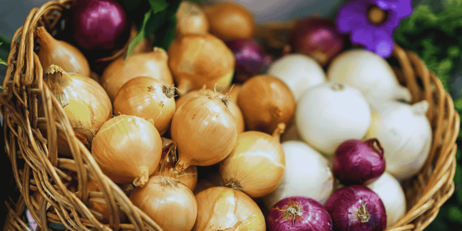 Green Onion Varieties how to grow green onions indoors
