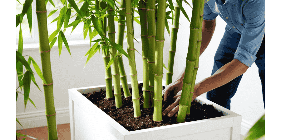 Growing Bamboo in a Planter Transform Your Space with Ease