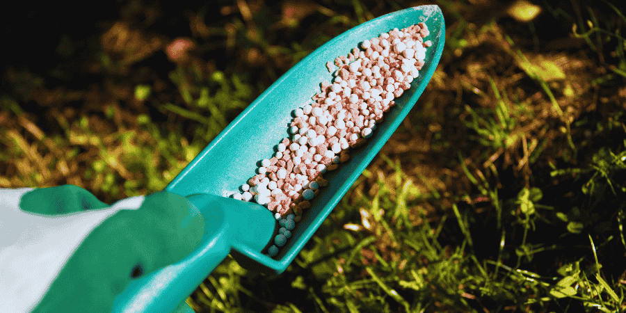 Growing Bamboo in a Planter bamboo fertilizers