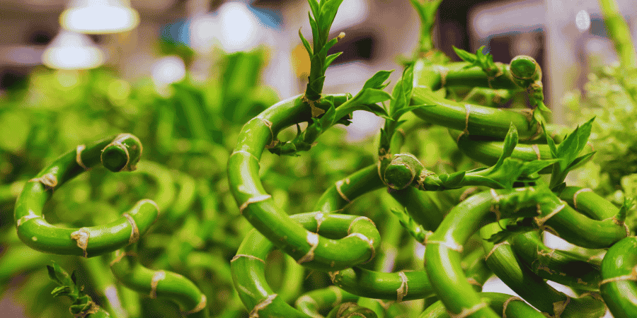 Growing Bamboo in a Planter choosing the right plant