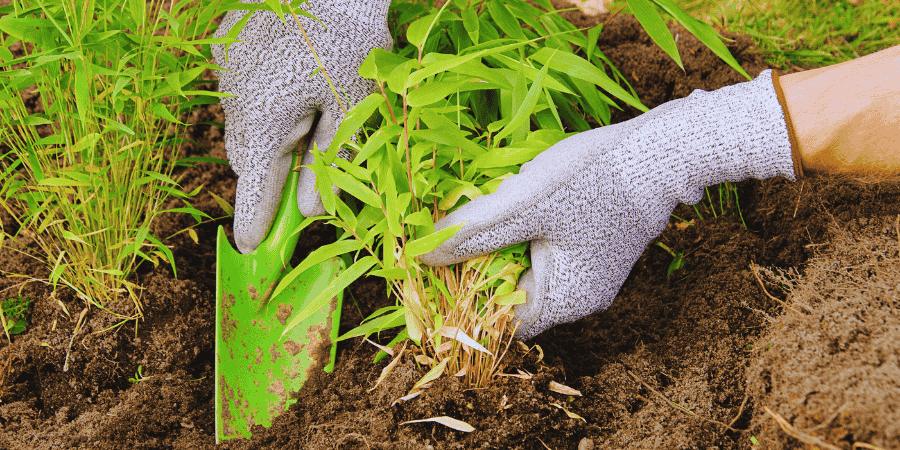 Growing Bamboo in a Planter planting technique