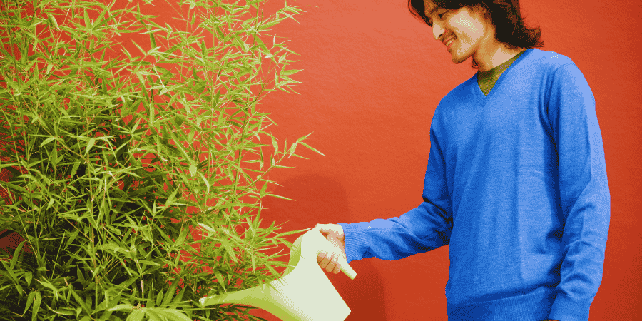 Growing Bamboo in a Planter watering need