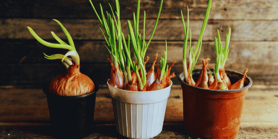 Growing Green Onions in a Pots