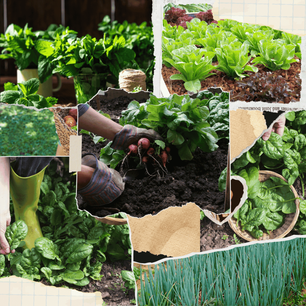 Growing vegetables indoors for beginners planting techniques