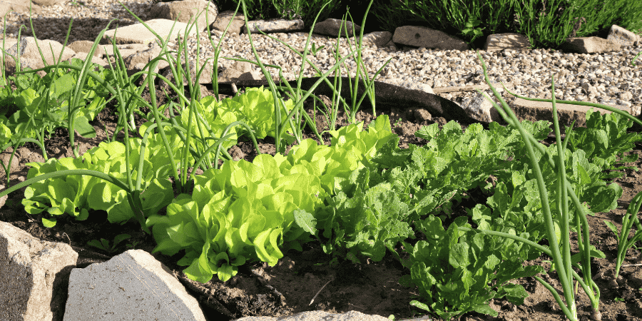 Growing vegetables indoors for beginners