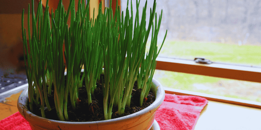 How to Grow Green Onions Indoors Easy Steps for Fresh Greens