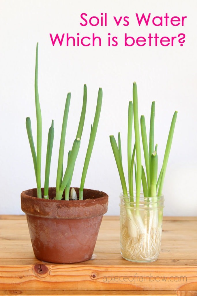 How to Grow Green Onions Indoors soil and water