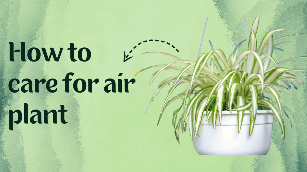 How to care for air plant 1