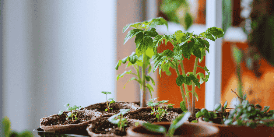 How to Grow Tomatoes from Seed in a Pot