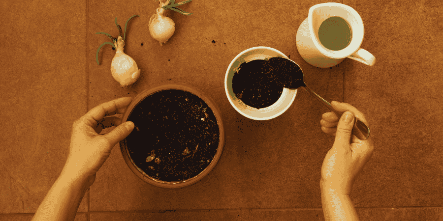 Growing green onions in a pot