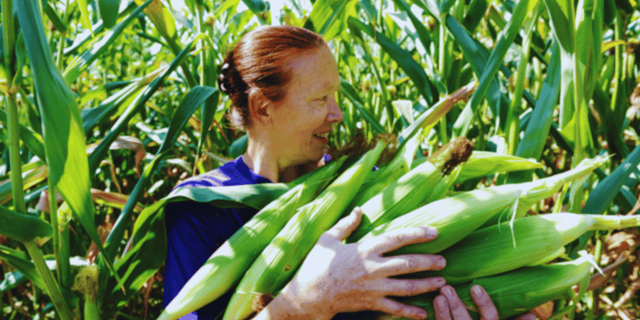 [Self-Tested] How to Grow Corn Ultimate Guide for Bountiful Harvests in 2025