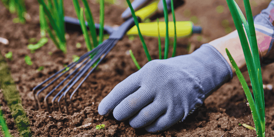Soil for growing green onions in a pots
