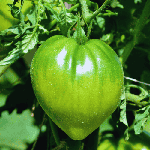 Tomato Plant Variant Beefsteak Tomato