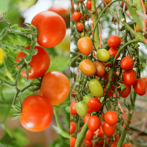 Tomato Plant Variant Cherry Tomato And Grape Tomato