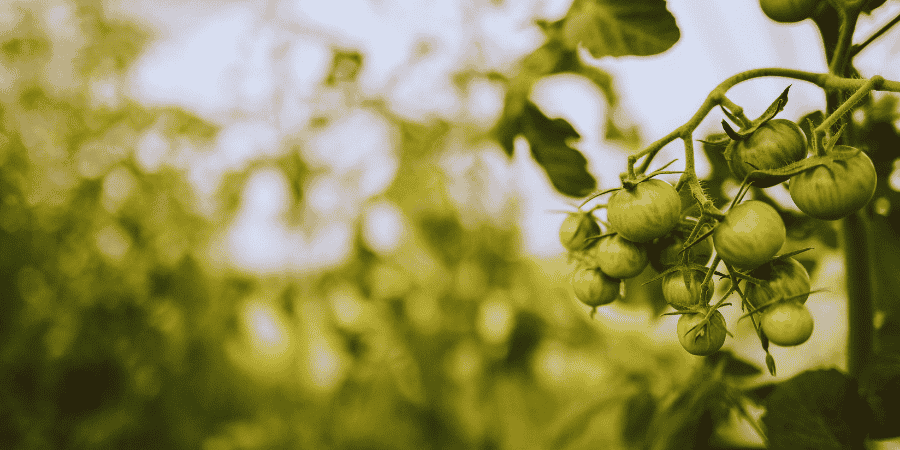 Tomato Plant Variant Discover The Best Types for Your Garden 2025