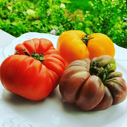 Tomato Plant Variant Heirloom Tomatoes