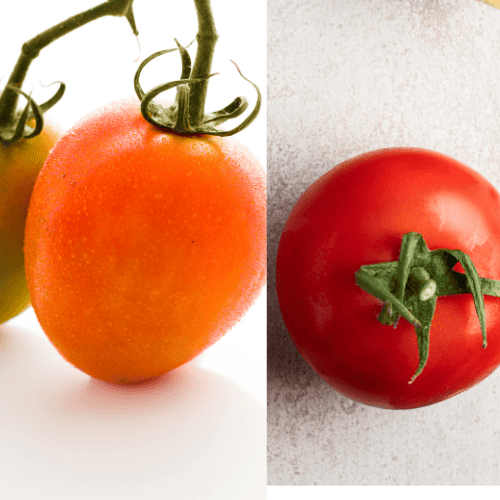 Tomato Plant Variant Roma Tomato And Paste Tomato