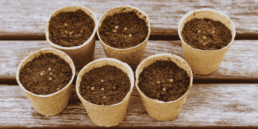 How to Grow Tomatoes from Seed in a Pot