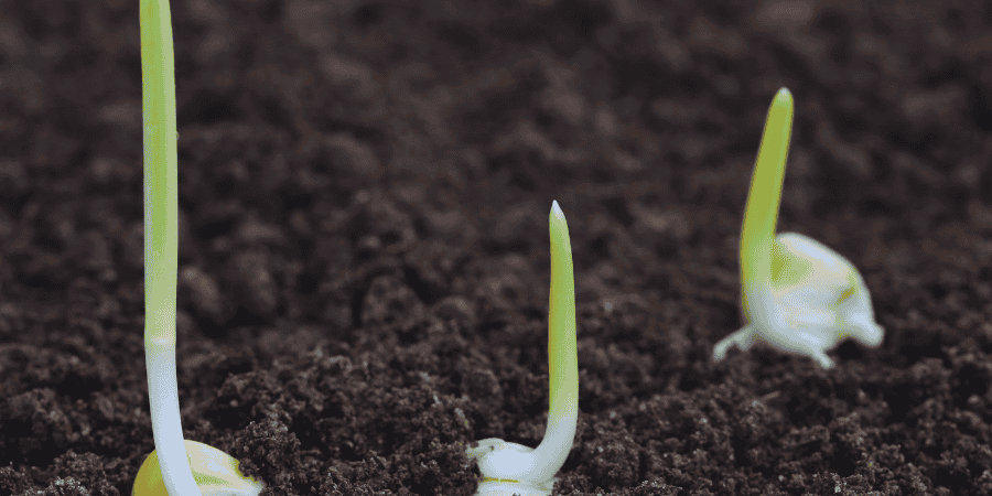 corn plant soil and How to Grow Corn