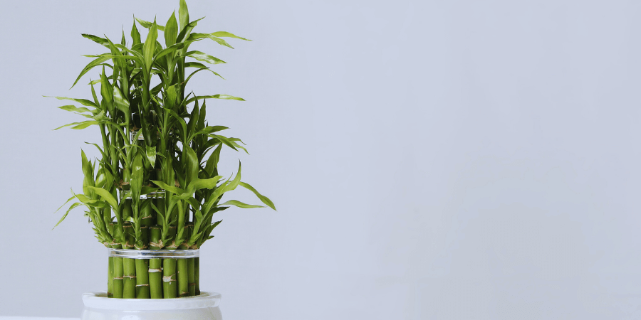 how to care for bamboo plant thumb