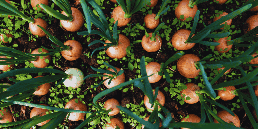 selecting the quality onions for growing onions in a pot