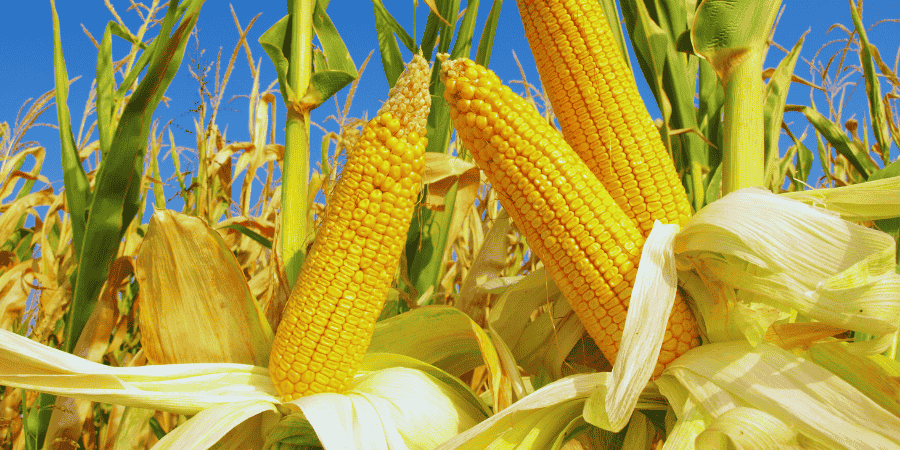 type of corn plant and How to Grow Corn