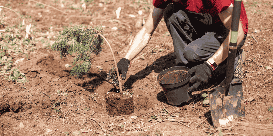 Are Skinny Pine Trees Good to Plant in Temecula CA
