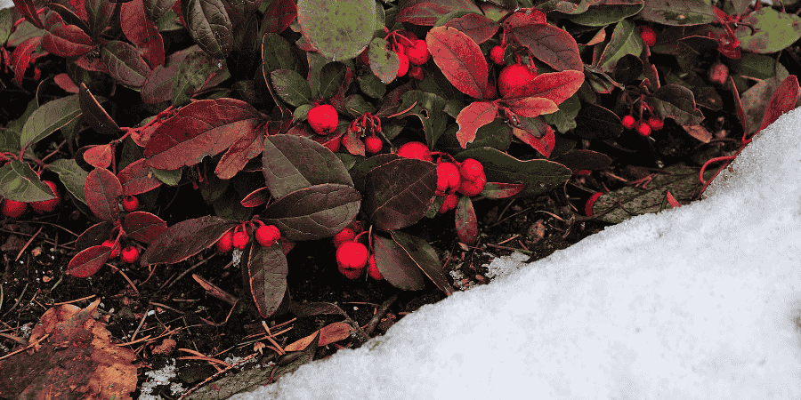 Are Wintergreen Plants In Alaska Edible ?