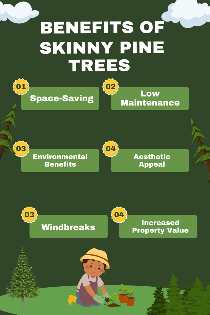 Benefits of Skinny Pine Tree Info