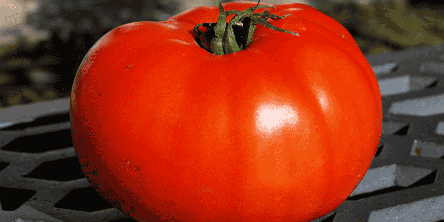 Berner Rose Beefsteak Tomato
