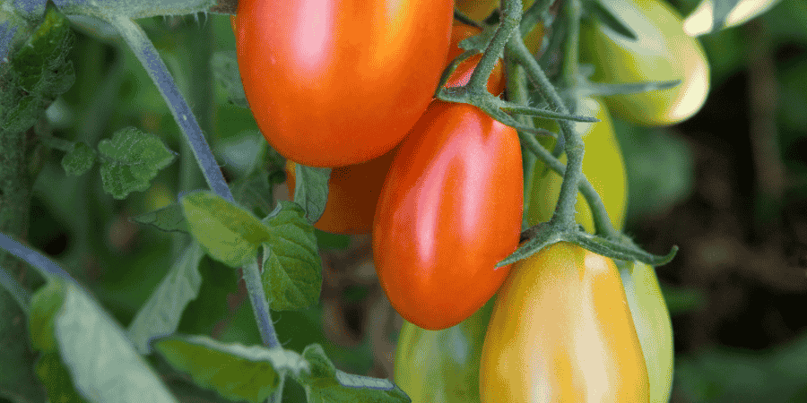 Gardeners delight tomato