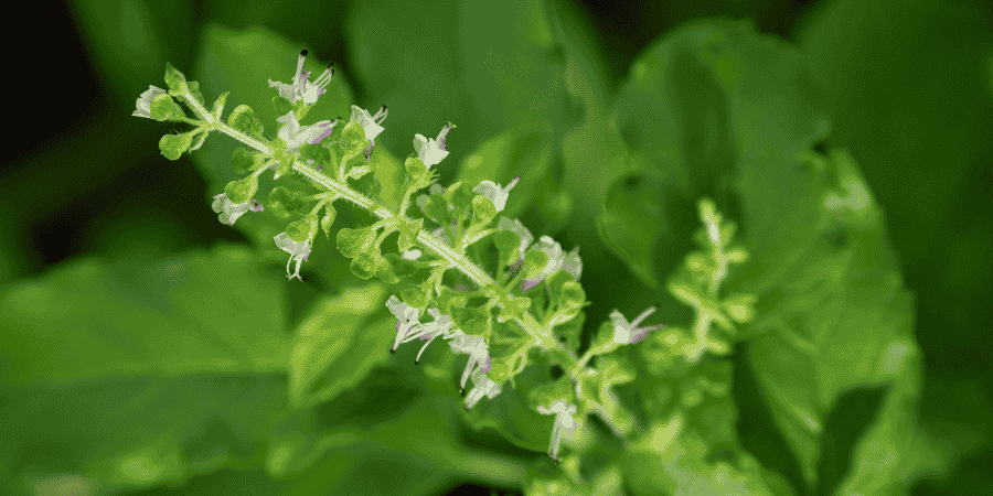 Basil