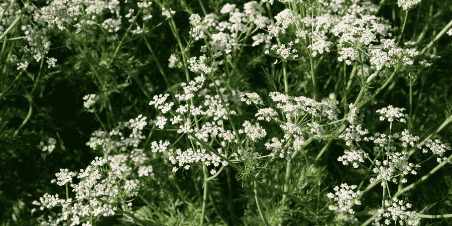 Herbs With White Flowers Enhance Your Garden's Elegance Caraway