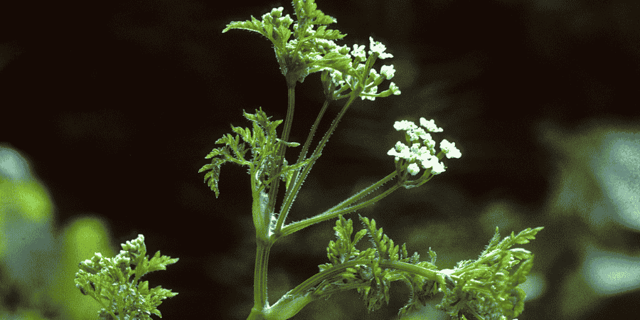 Herbs With White Flowers Enhance Your Garden's Elegance Chervil