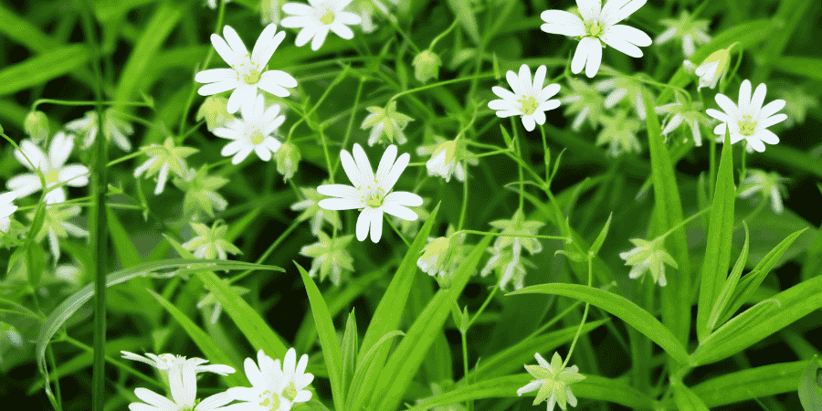 Herbs With White Flowers Enhance Your Gardens Elegance Chickweed